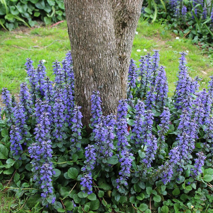 Ajuga reptans - Kriechender Günsel (Hafen)