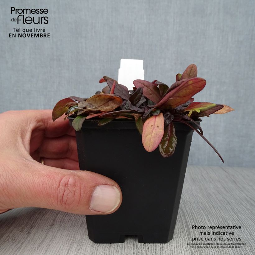 Exemplar von Ajuga Chocolate Chip - Kriechender Günsel wie im Herbst geliefert