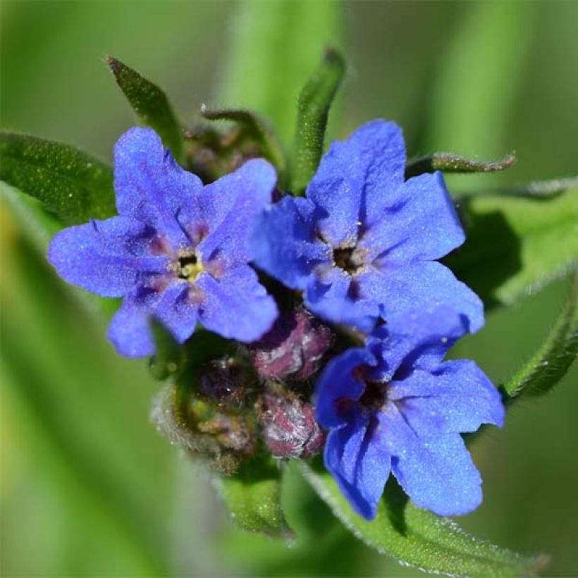 Buglossoides purpurocaerulea - Blauroter Steinsame (Blüte)