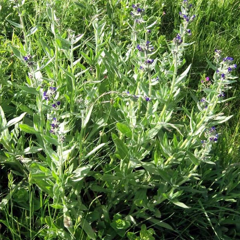 Buglossoides purpurocaerulea - Blauroter Steinsame (Hafen)