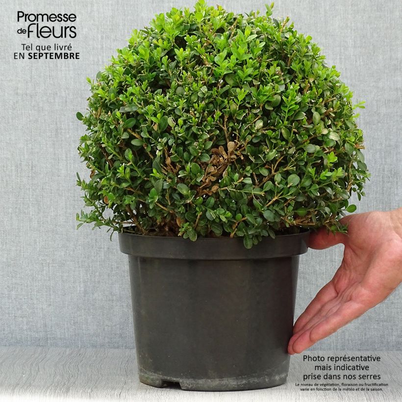 Exemplar von Buxus microphylla Faulkner - Kleinblättriger Buchsbaum wie im Herbst geliefert