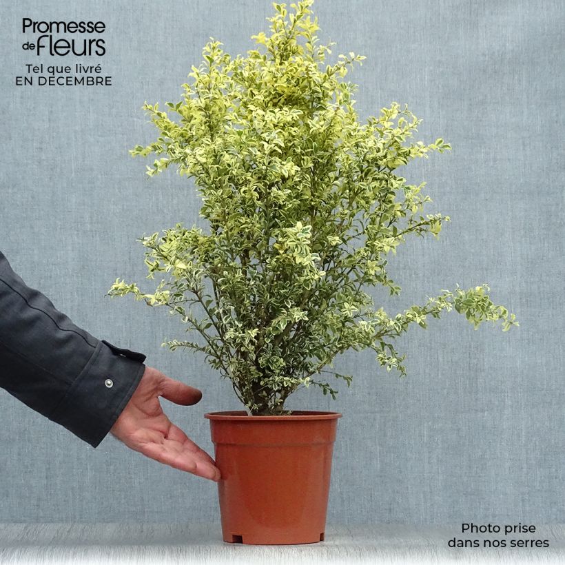 Exemplar von Buis commun panaché - Buxus sempervirens Elegans Pot de 2L/3L wie im Winter geliefert