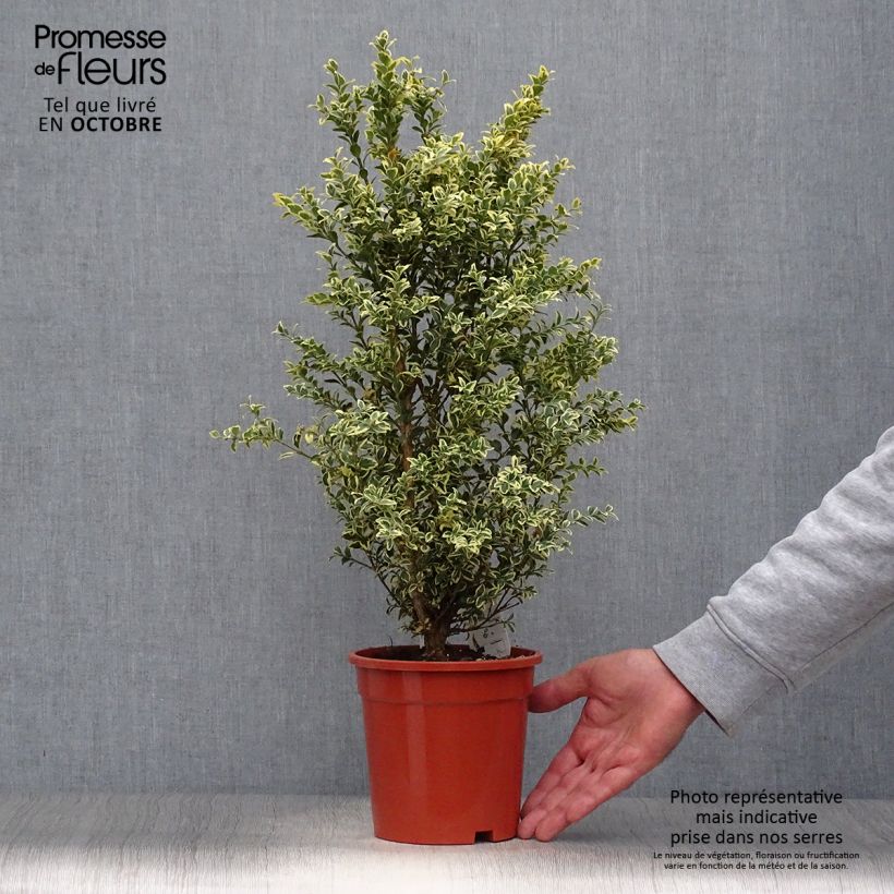 Exemplar von Buis commun panaché - Buxus sempervirens Elegans Pot de 2L/3L wie im Herbst geliefert