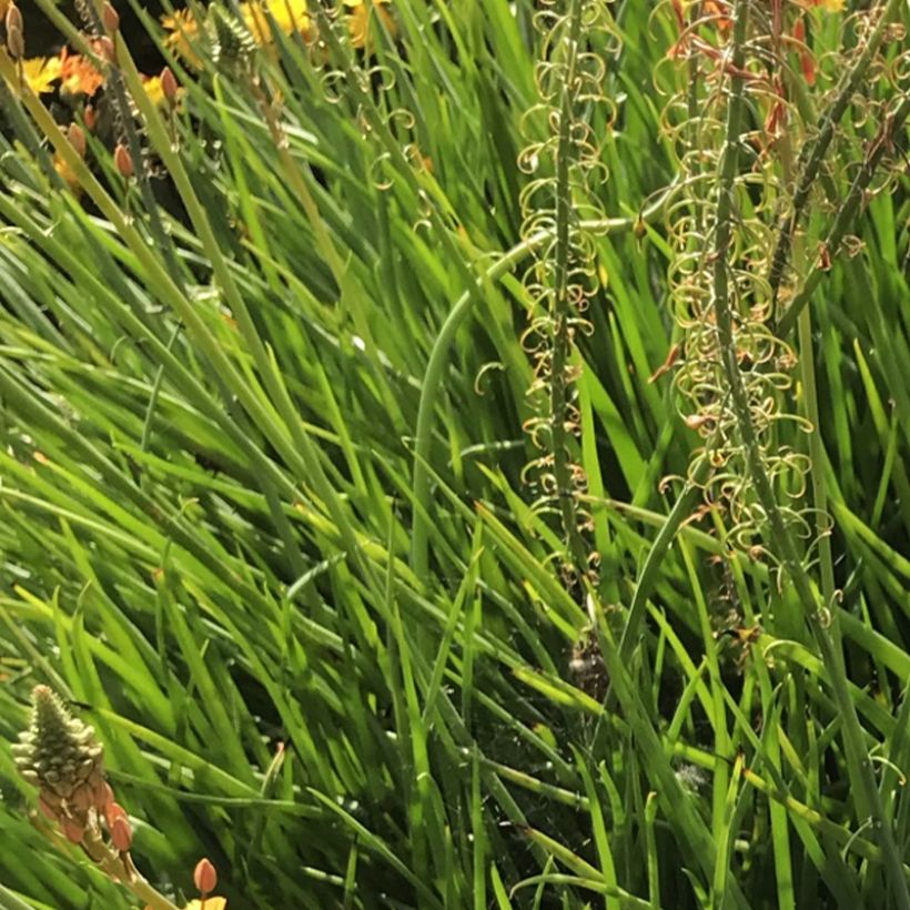 Bulbine frutescens Hallmarck - Katzenschwanzpflanze (Laub)