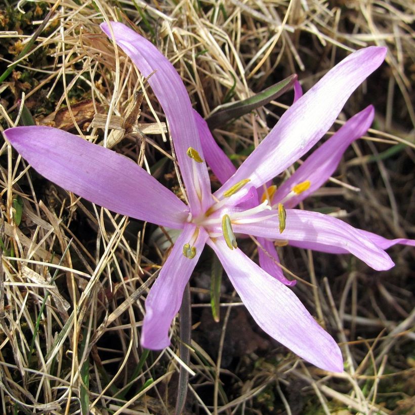 Bulbocodium vernum - Frühlings-Lichtblume (Blüte)