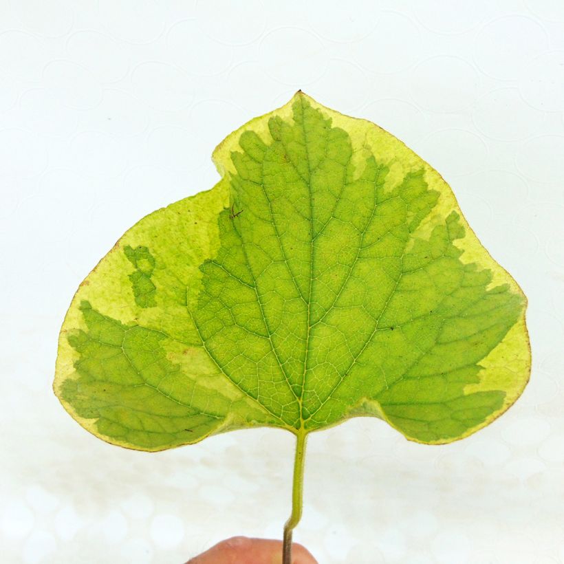 Brunnera macrophylla Hadspen cream - Kaukasus-Vergißmeinnicht (Laub)