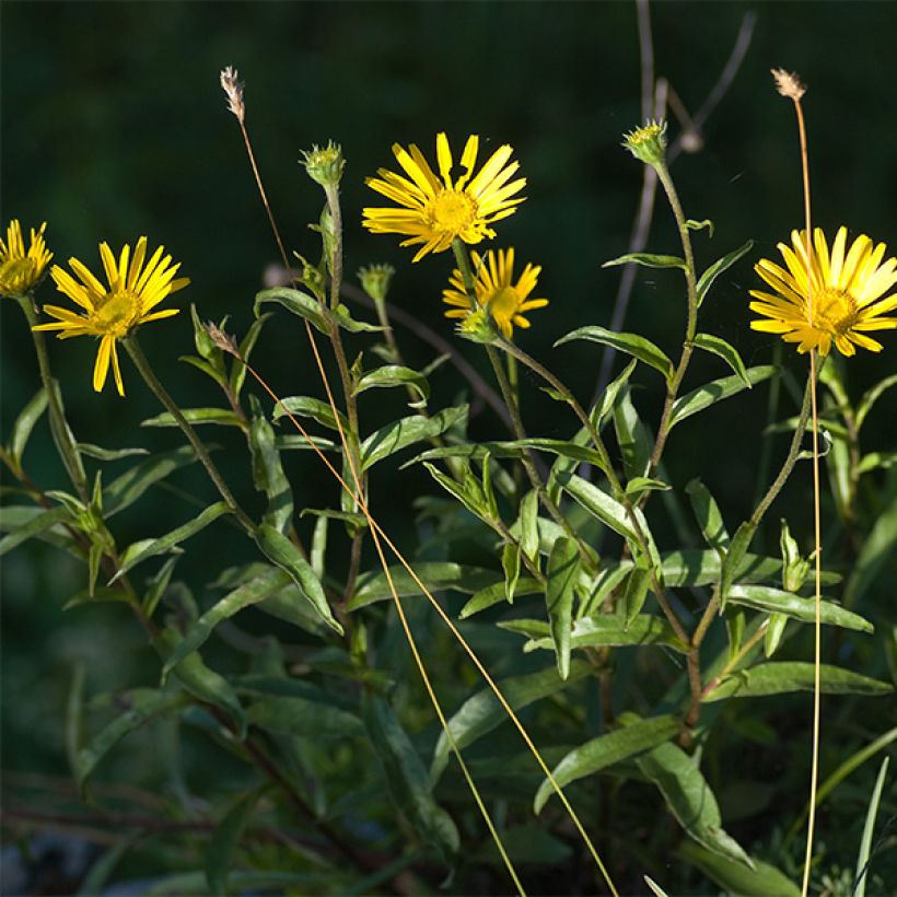 Buphthalmum salicifolium Alpen Gold - Weidenblättriges Ochsenauge (Blüte)