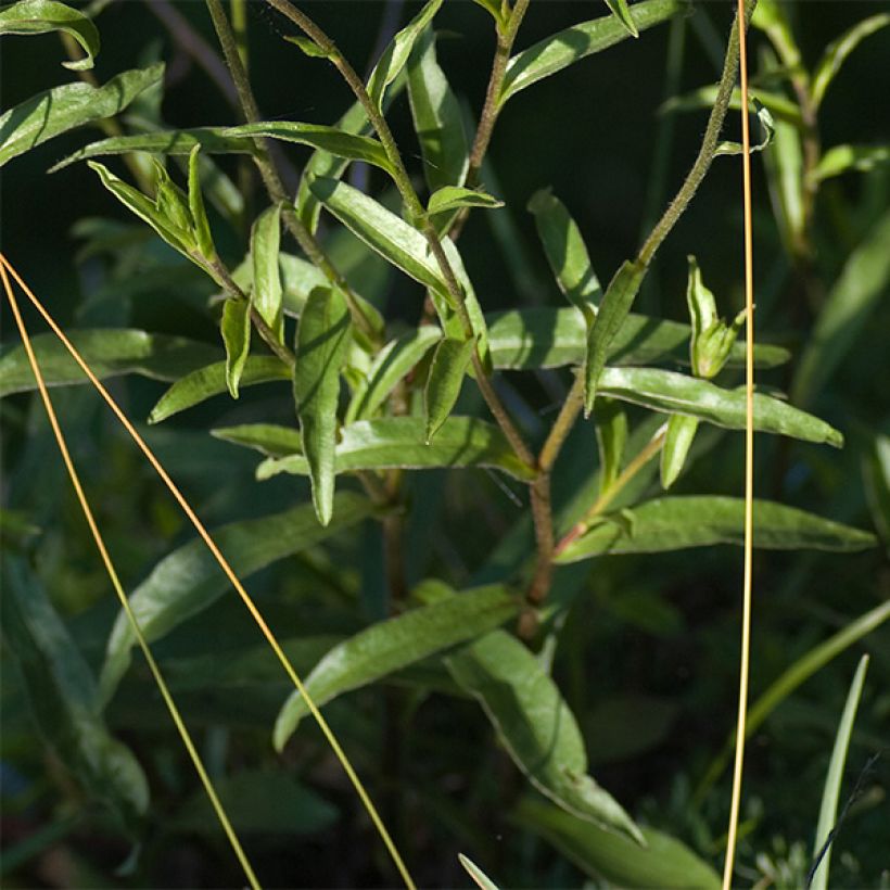 Buphthalmum salicifolium Dora - Weidenblättriges Ochsenauge (Laub)