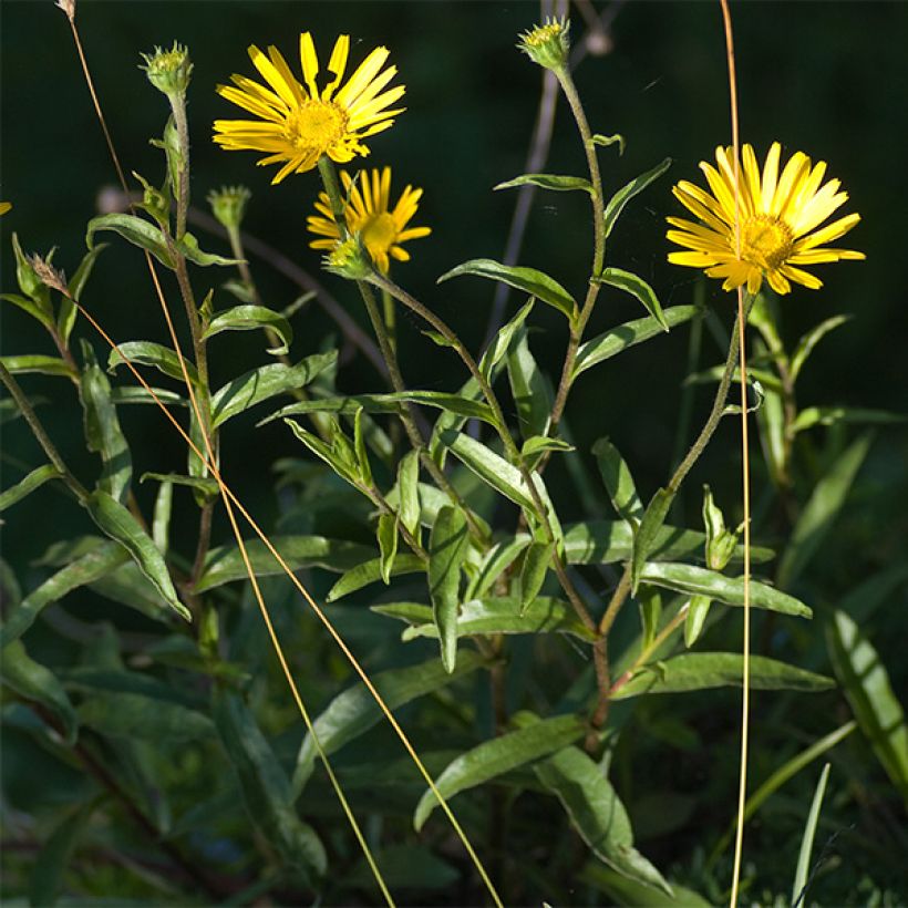 Buphthalmum salicifolium Dora - Weidenblättriges Ochsenauge (Hafen)