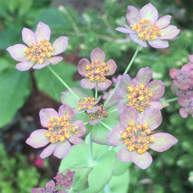 Bupleurum longifolium Bronze Beauty - Wald-Hasenohr (Blüte)