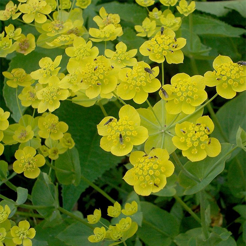 Bupleurum longifolium Aureum - Wald-Hasenohr (Blüte)