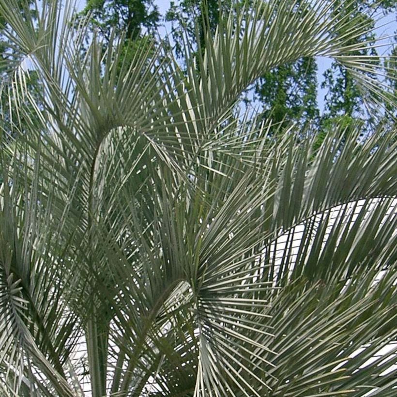 Butia capitata - Butia-Palme (Laub)