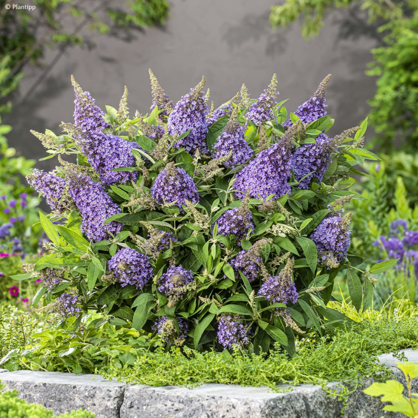 Buddleja davidii Butterfly Candy Lila Sweetheart - Sommerflieder (Hafen)