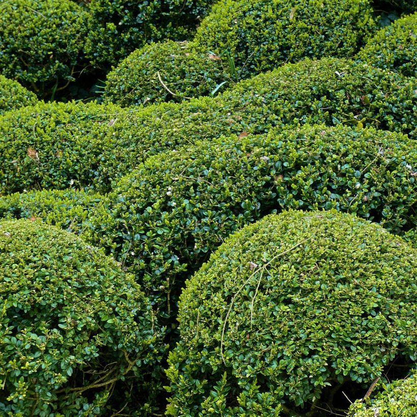 Buxus microphylla Faulkner - Kleinblättriger Buchsbaum (Laub)