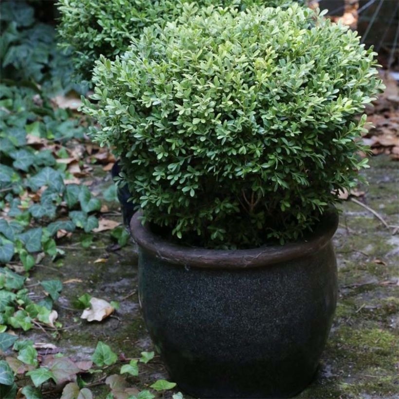 Buxus microphylla Rococo - Kleinblättriger Buchsbaum (Hafen)