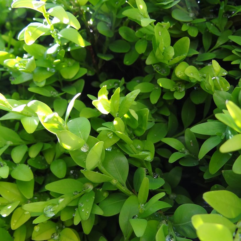 Buxus sempervirens Arborescent - Buschbaum (Laub)