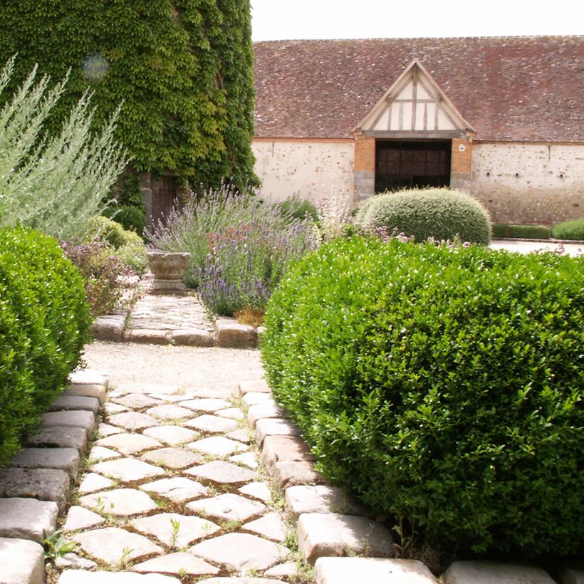 Buxus sempervirens Arborescent - Buschbaum (Hafen)