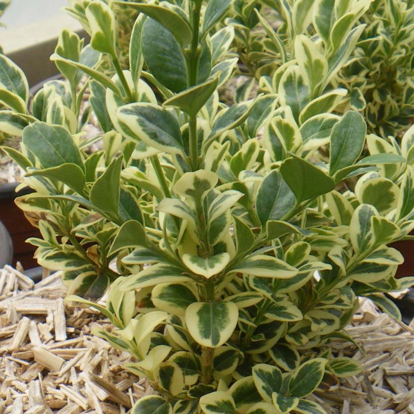 Buxus sempervirens Elegans - Buschbaum (Hafen)