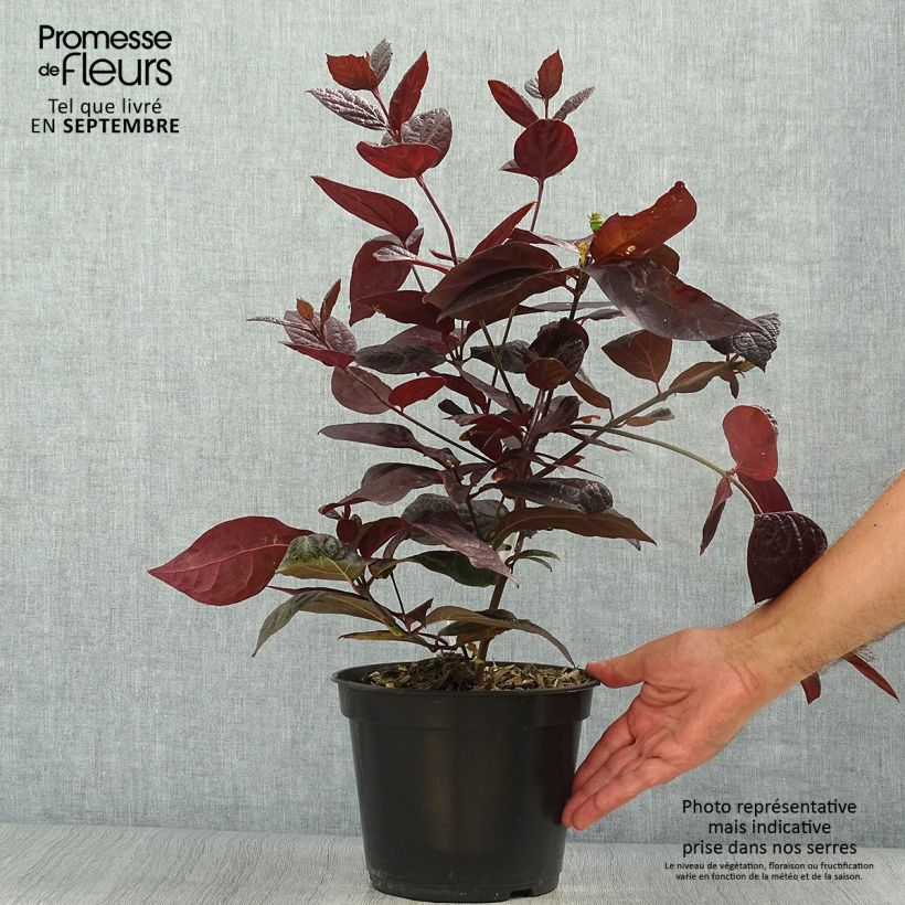 Exemplar von Calycanthus floridus var purpureus Burgundy Spice - Echter Gewürzstrauch wie im Herbst geliefert