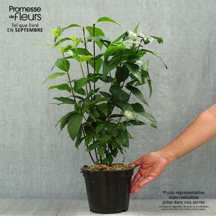 Exemplar von Calycanthus Michael Lindsay - Arbre aux anémones Pot de 4L/5L wie im Herbst geliefert