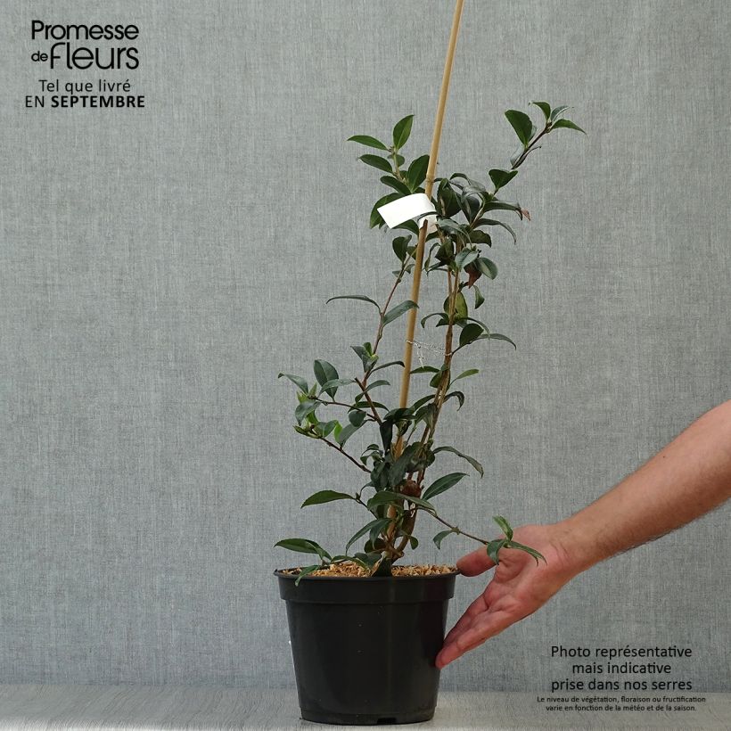 Exemplar von Camélia d'automne Stars'n Stripes - Camellia sasanqua Pot de 4L/5L wie im Herbst geliefert