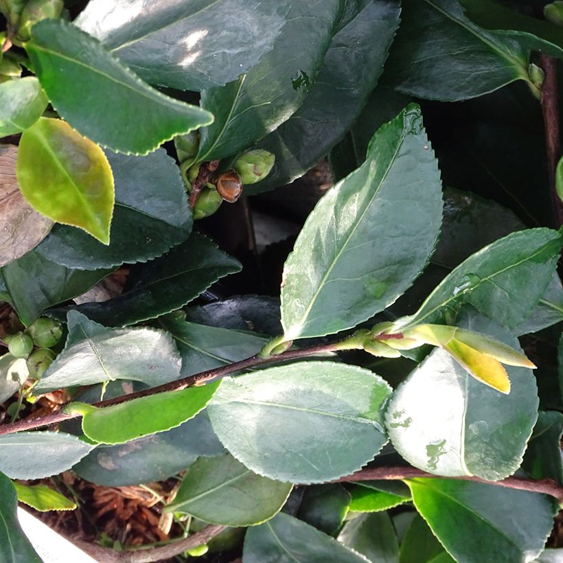 Camellia sasanqua Waterfall White - Herbstblühende Kamelie (Laub)