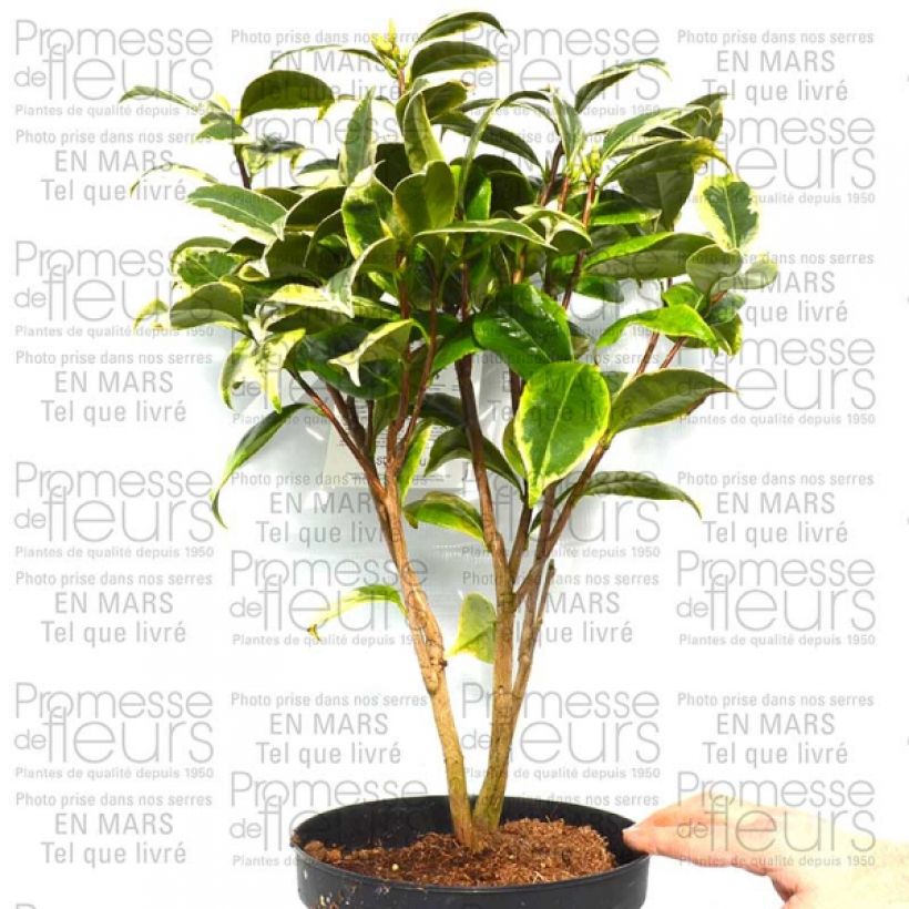 Beispiel eines Exemplars von Camélia classique - Camellia Kerguelen Pot de 4L/5L wie geliefert