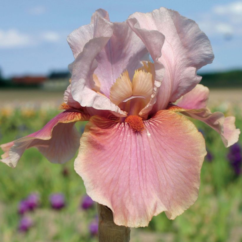 Iris Cameo wine - Schwertlilie (Blüte)