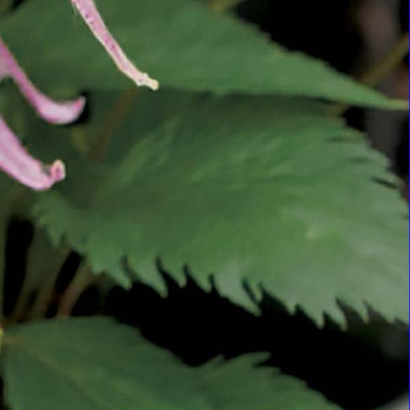 Campanula Pink Octopus - Glockenblume (Laub)