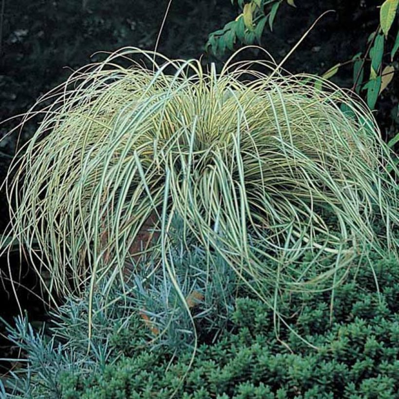 Carex oshimensis Evergold - Oshima-Segge (Hafen)