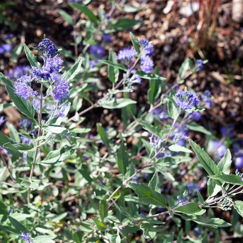 Bartblume Dark Knight - Caryopteris clandonensis (Blüte)