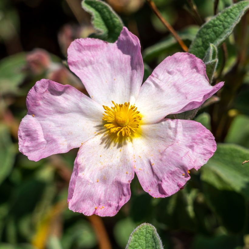 Zistrose Grayswood Pink - Cistus lenis (Blüte)