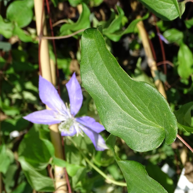 Waldrebe Lasurstern - Clematis (Laub)