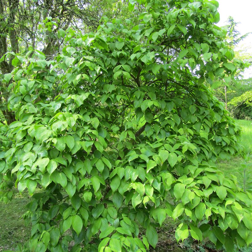 Japanischer Blumen-Hartriegel Weaver's Weeping - Cornus kousa (Hafen)