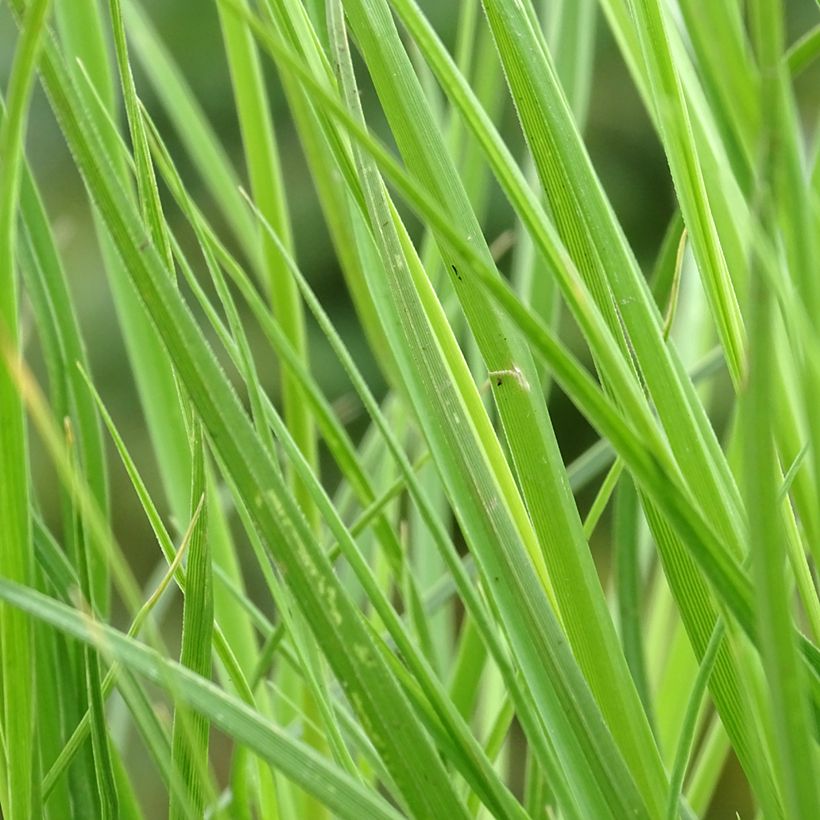 Cortaderia selloana Tiny Pampa - Pampasgras (Laub)