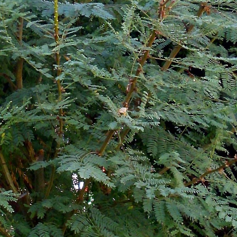 Caesalpinia gilliesii - Paradiesvogelbusch (Laub)