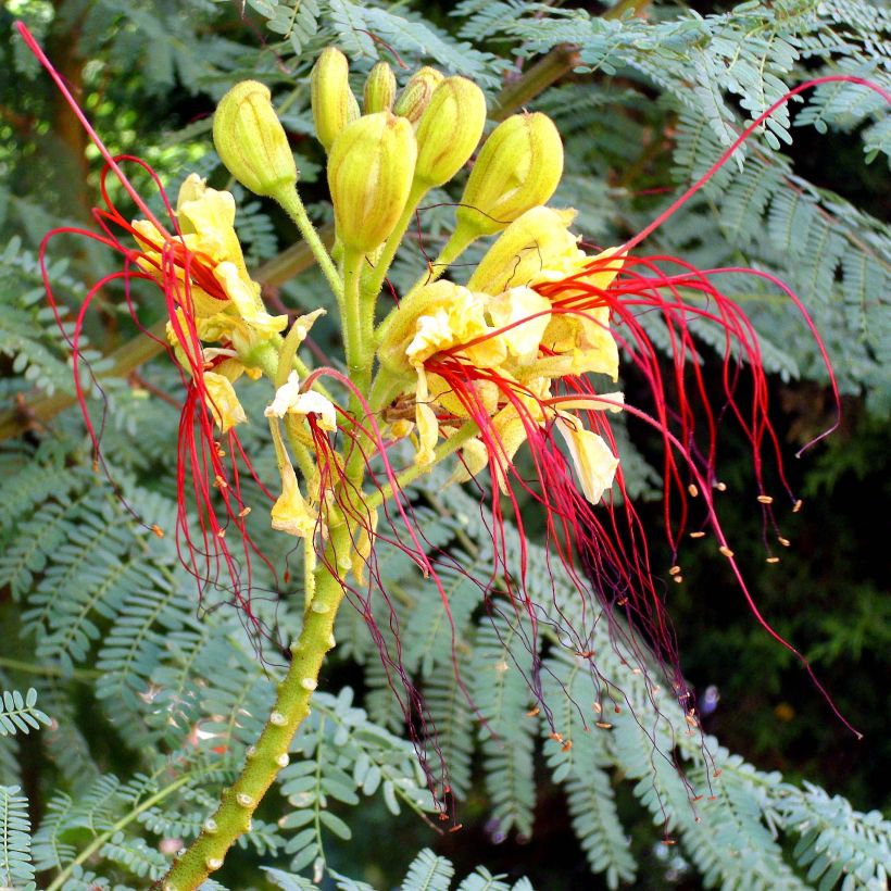 Caesalpinia gilliesii - Paradiesvogelbusch (Blüte)