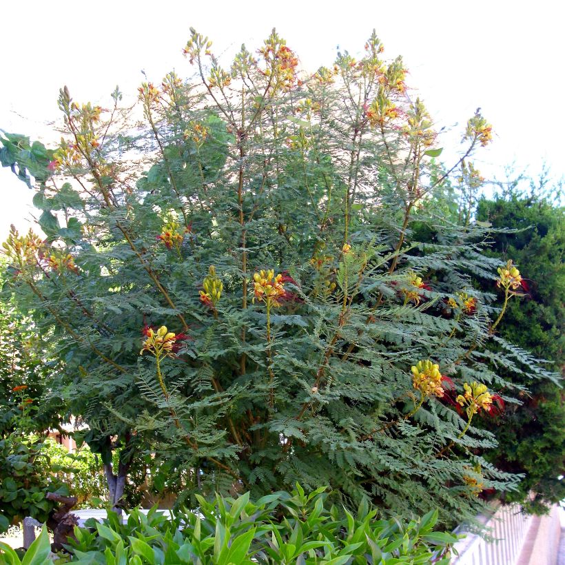 Caesalpinia gilliesii - Paradiesvogelbusch (Hafen)