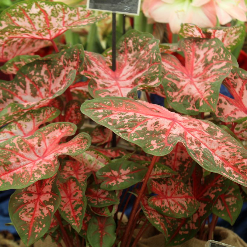 Caladium Carolyn Whorton (Hafen)