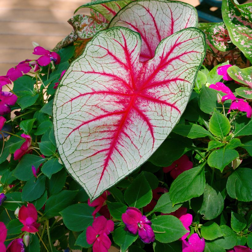 Caladium Fiesta (Laub)