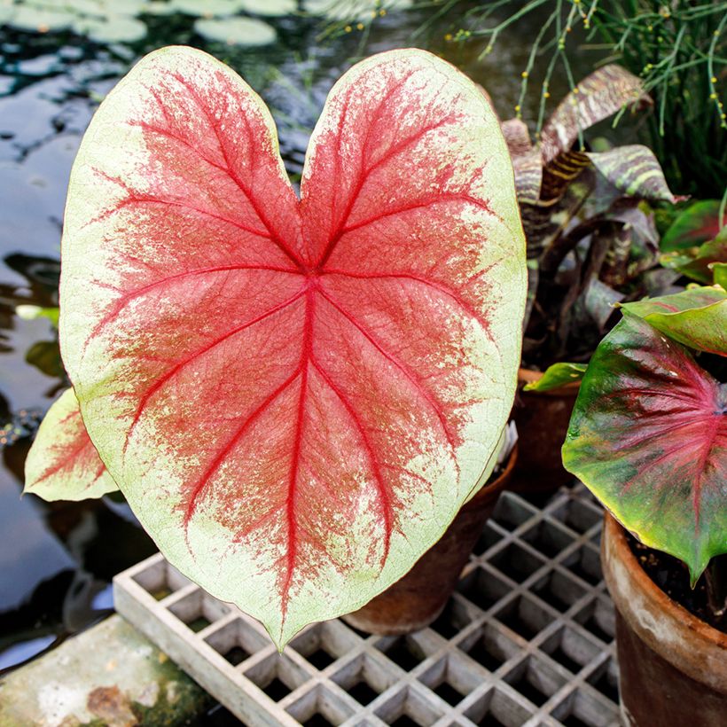 Caladium Mint Julep (Laub)