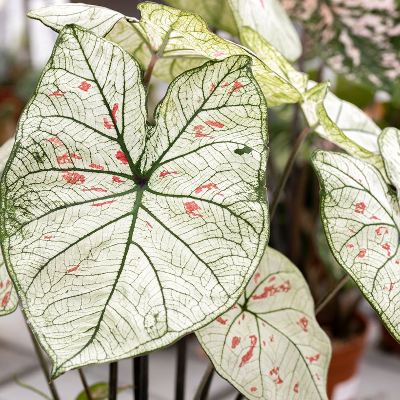 Caladium Strawberry Star (Laub)