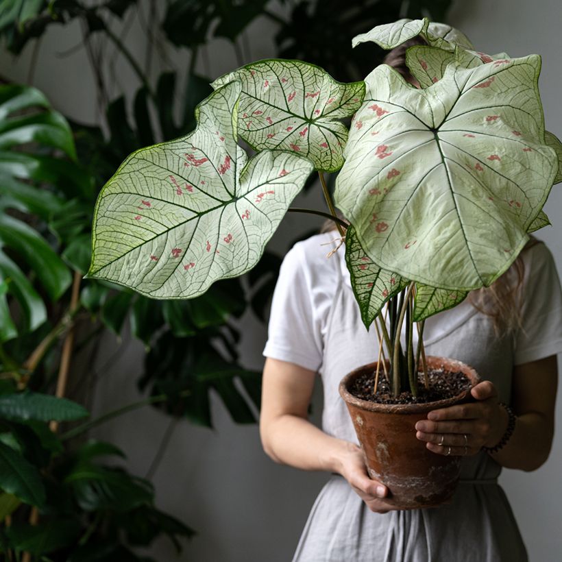 Caladium Strawberry Star (Hafen)