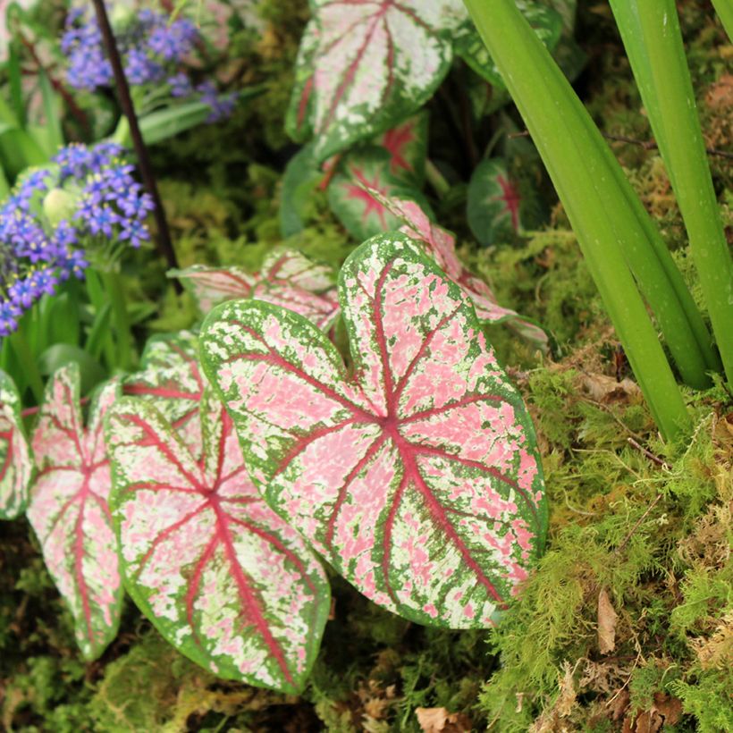 Caladium Tapestry (Hafen)