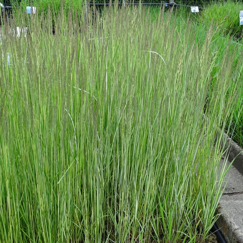 Calamagrostis acutiflora Avalanche - Reitgras (Hafen)