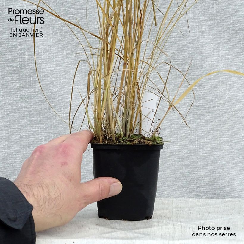 Exemplar von Calamagrostis acutiflora Avalanche - Calamagrostide Godet de 9cm wie im Winter geliefert