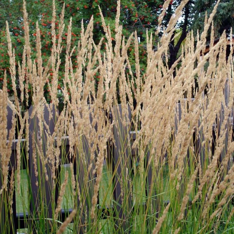 Calamagrostis acutiflora Karl Foerster - Reitgras (Hafen)