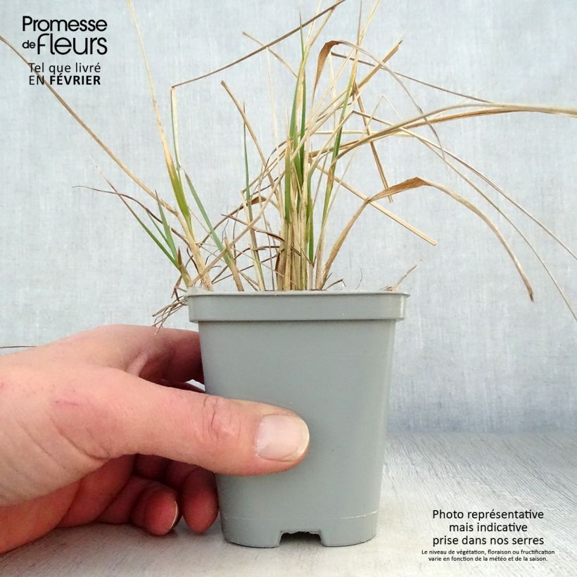 Exemplar von Calamagrostis acutiflora Karl Foerster en godet de 9cm wie im Winter geliefert