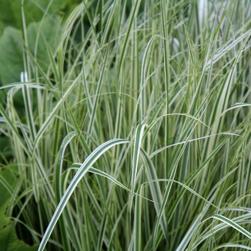 Calamagrostis acutiflora Overdam - Reitgras (Laub)