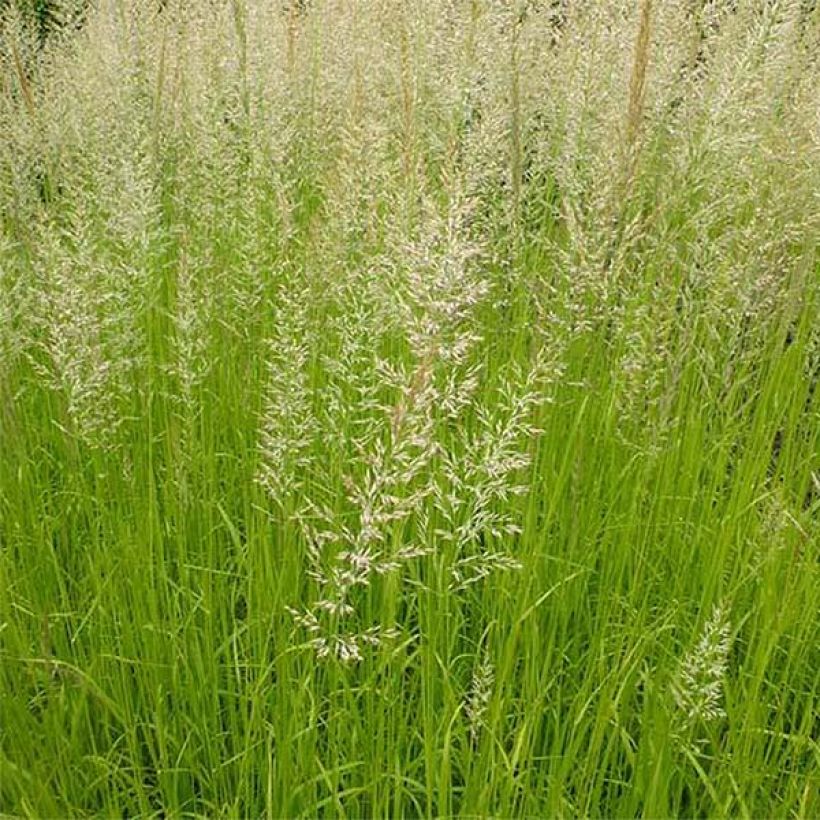 Calamagrostis acutiflora Waldenbuch - Reitgras (Laub)